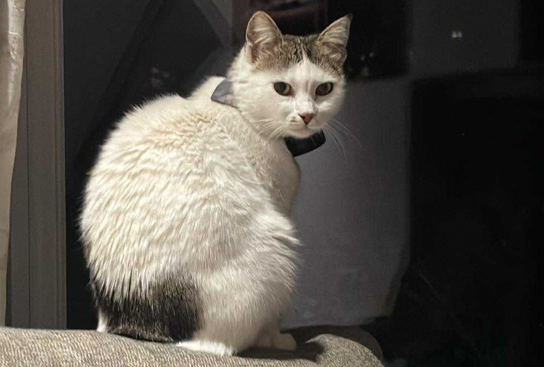 Is this Britain's Most Famous Cat?