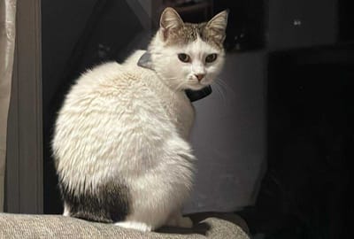 Is this Britain's Most Famous Cat?